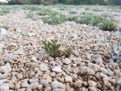 Image of Monti's milkvetch