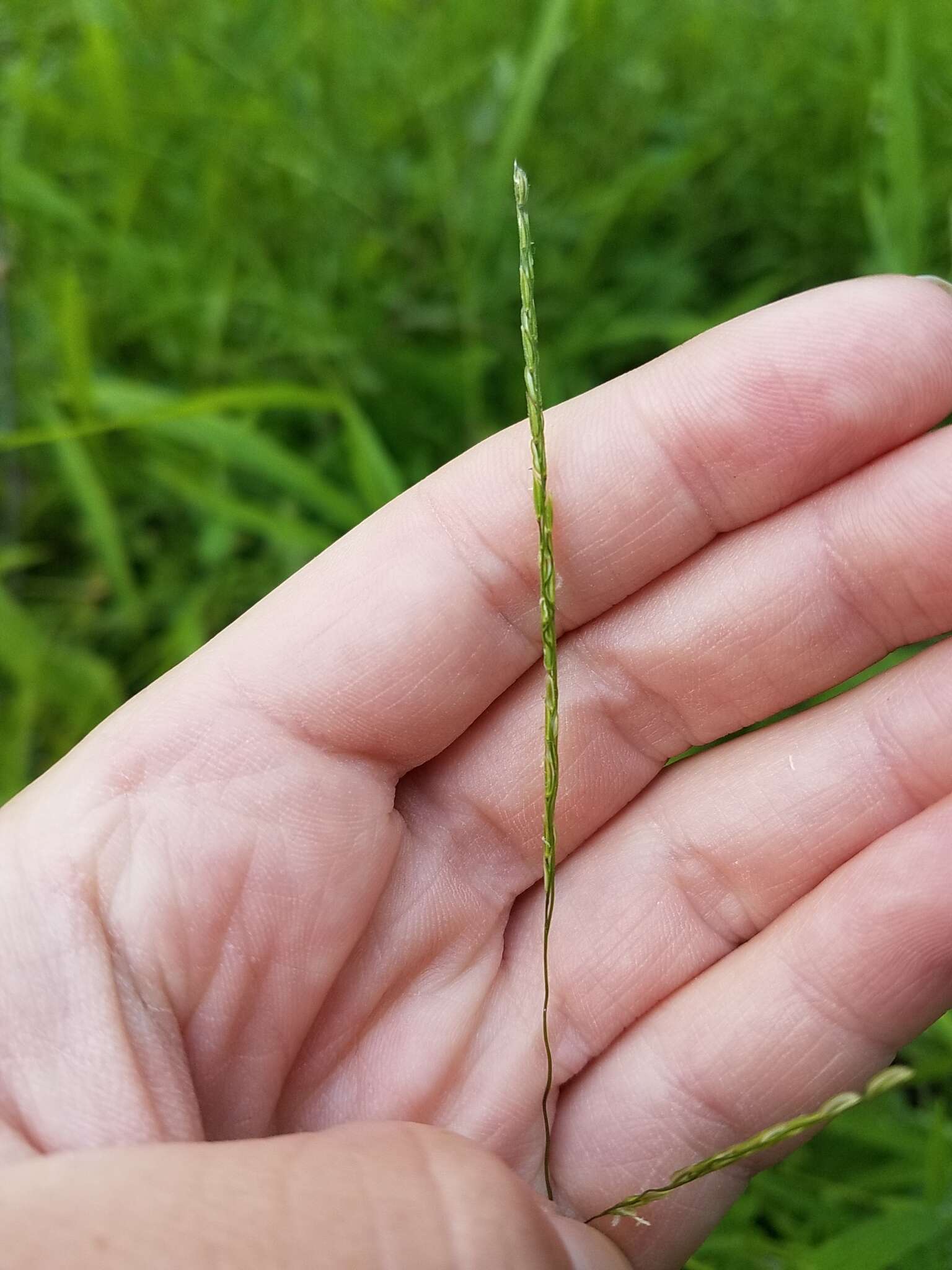 Image of whitegrass