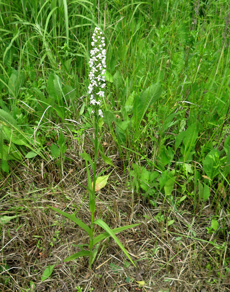 Plancia ëd Platanthera hologlottis Maxim.