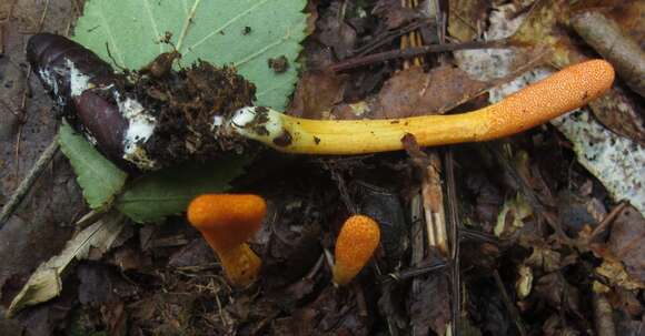 Plancia ëd Cordyceps militaris (L.) Fr. 1818