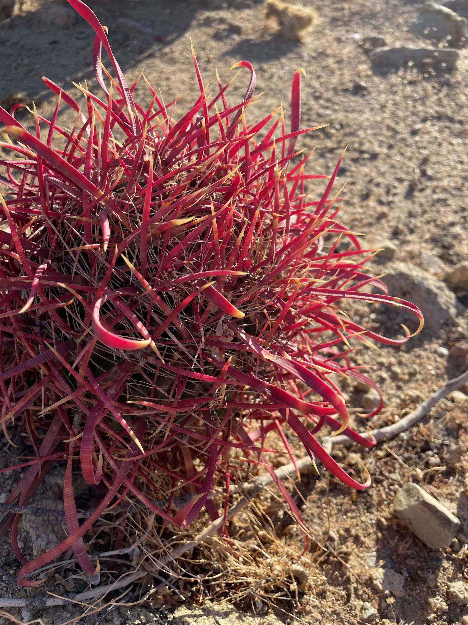 Image of Ferocactus gracilis subsp. coloratus (H. E. Gates) N. P. Taylor