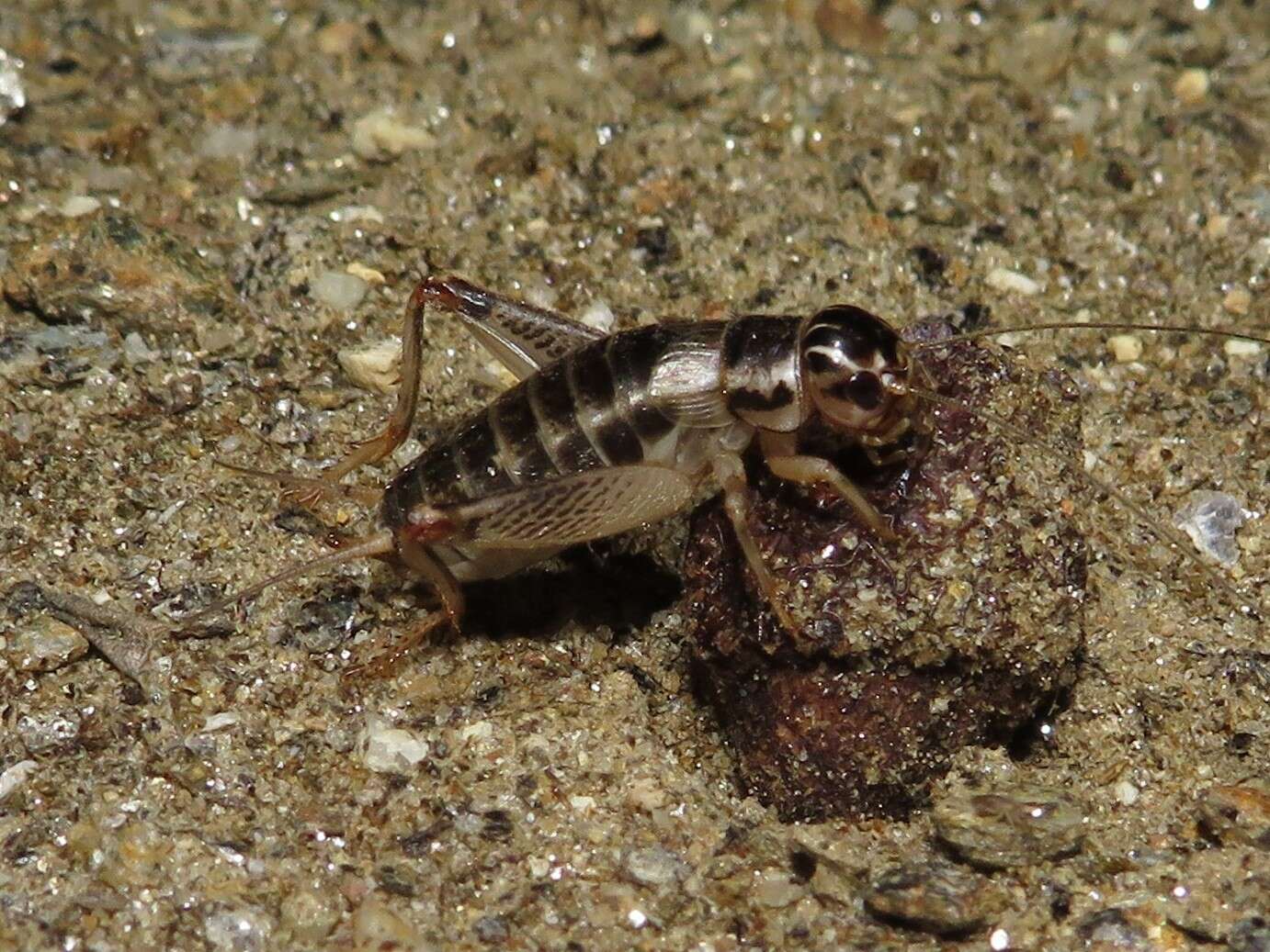 صورة Eugryllodes escalerae (Bolívar & I. 1894)