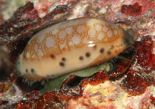 Image of jester cowrie