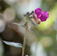 Image of Cuphea cordata Ruiz & Pav.