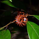 Image of Scolopendra viridicornis nigra Bücherl 1941