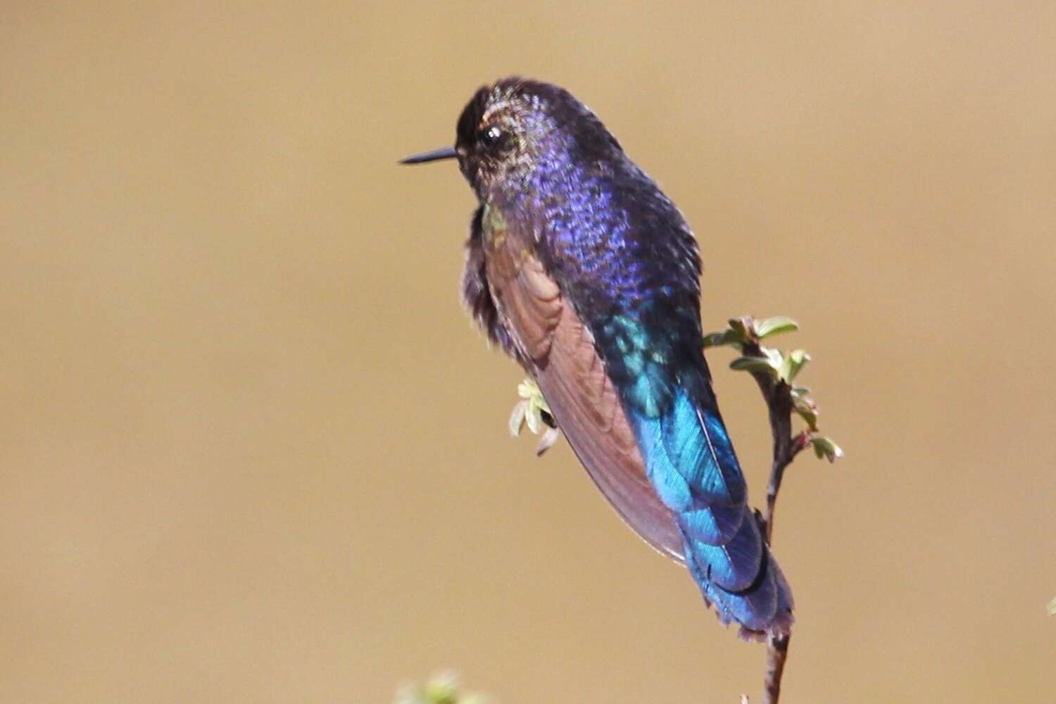 Image of Blue-mantled Thornbill