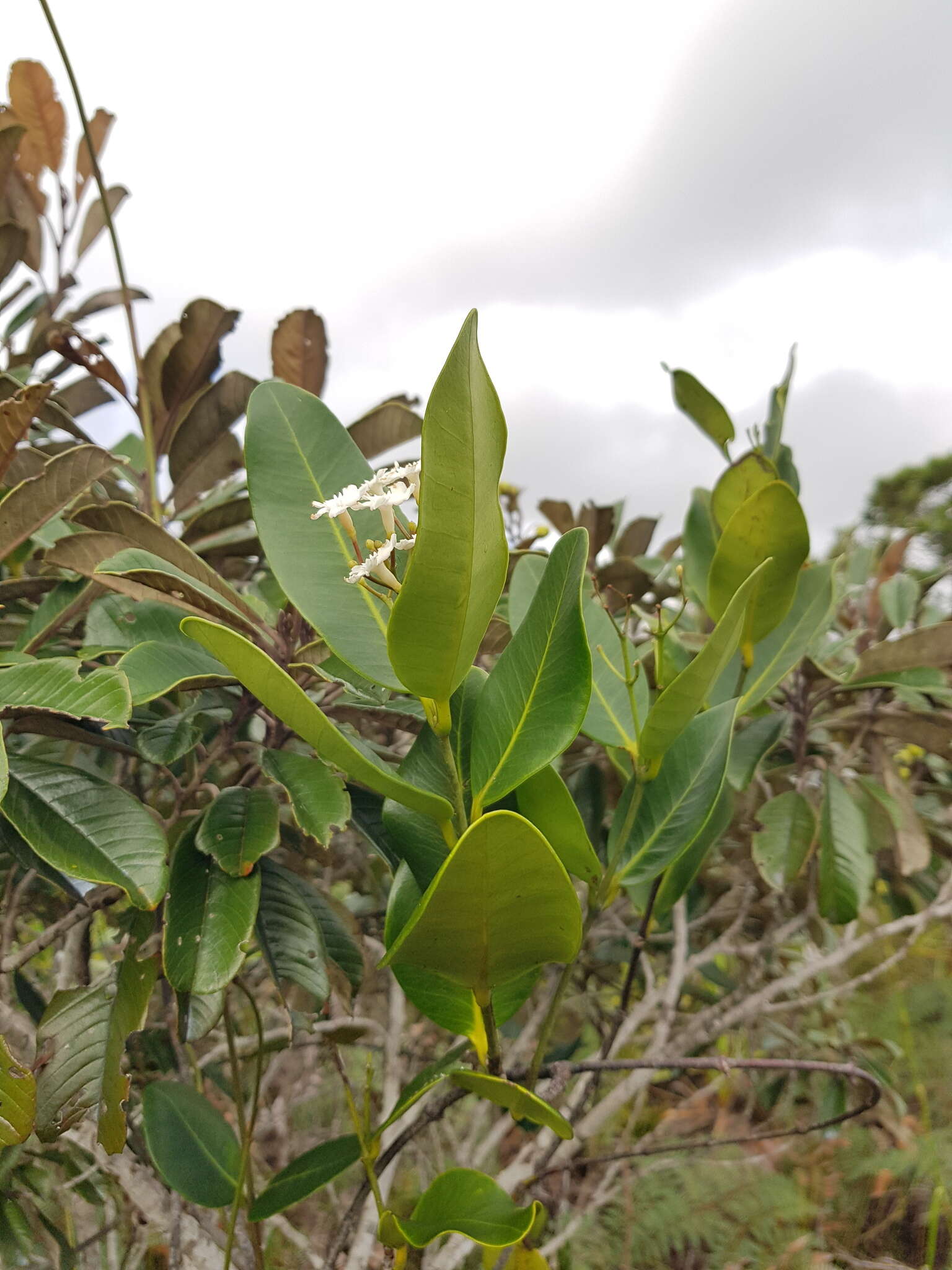 Image of Melodinus balansae Baill.