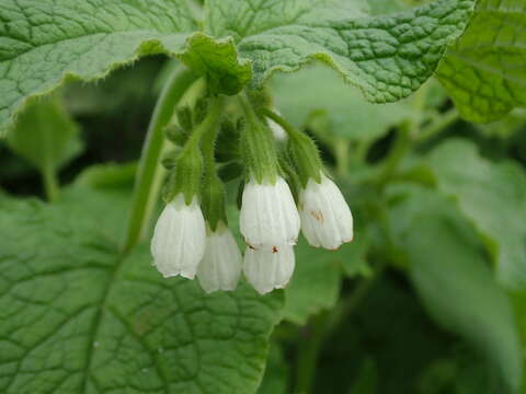 Image of Symphytum orientale L.