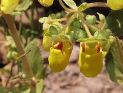 Image of Calceolaria paralia Cav.