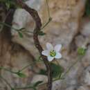 Image of Arenaria libanotica Ky.