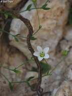 Image of Arenaria libanotica Ky.