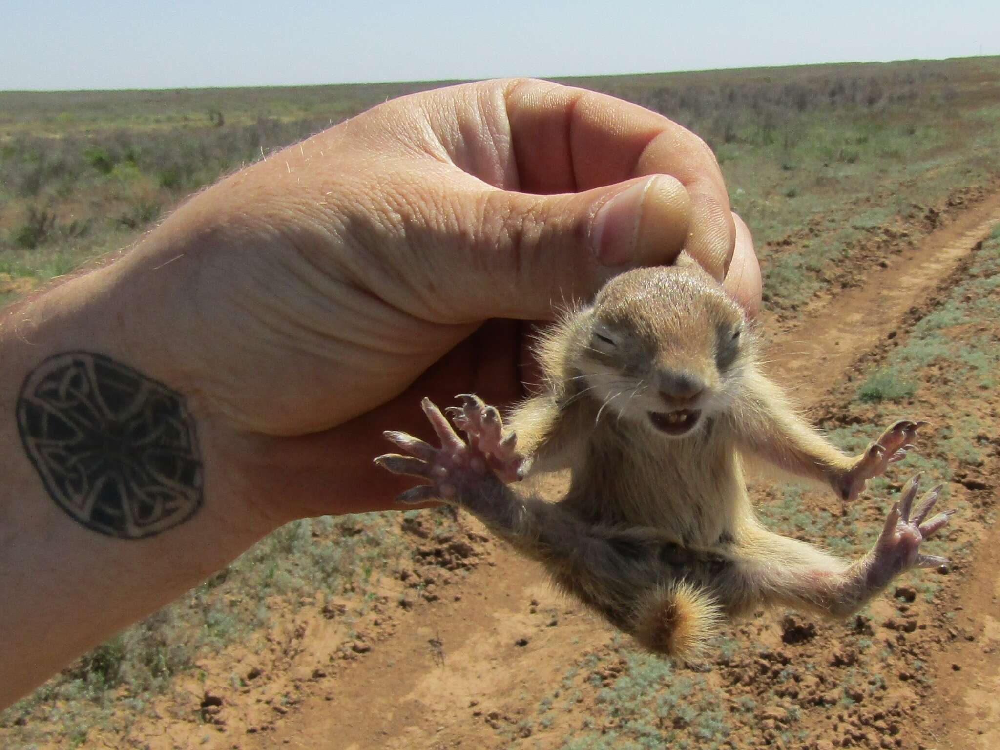 Image of Little Ground Squirrel