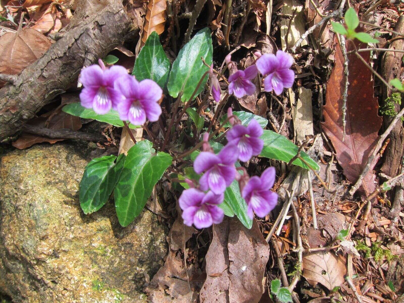 Image of Viola violacea Makino