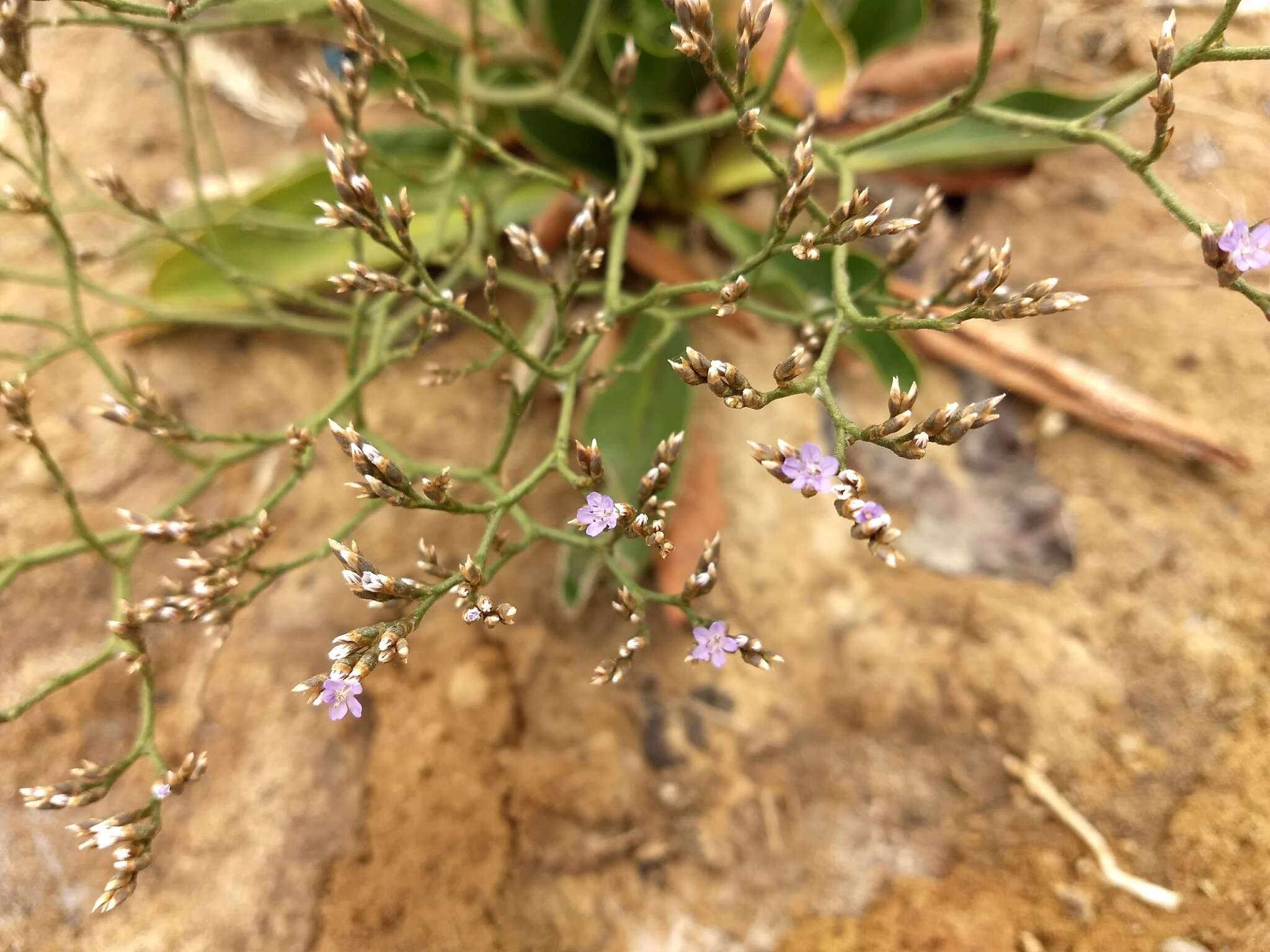 Imagem de Limonium californicum (Boiss.) Heller