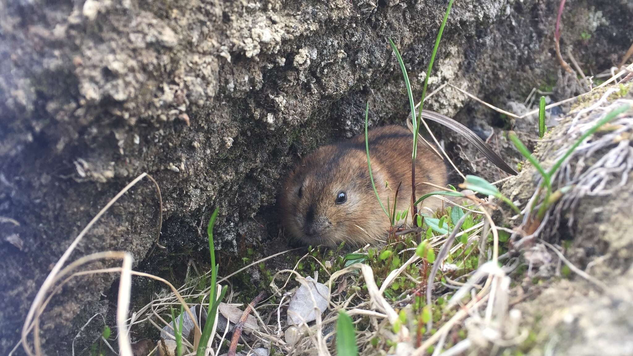 Image of Bering collared lemming