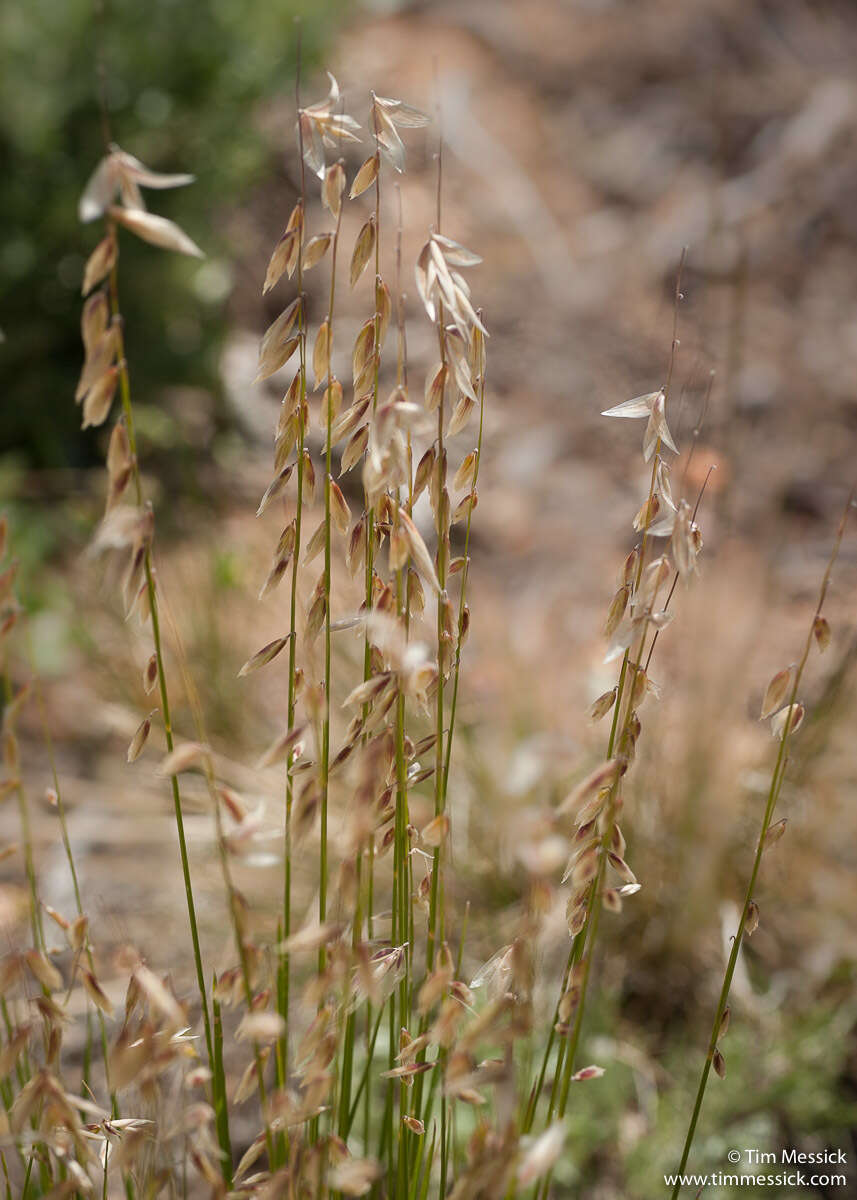 Melica stricta Bol. resmi