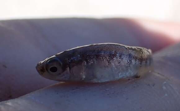 Image of Mediterranean Killifish