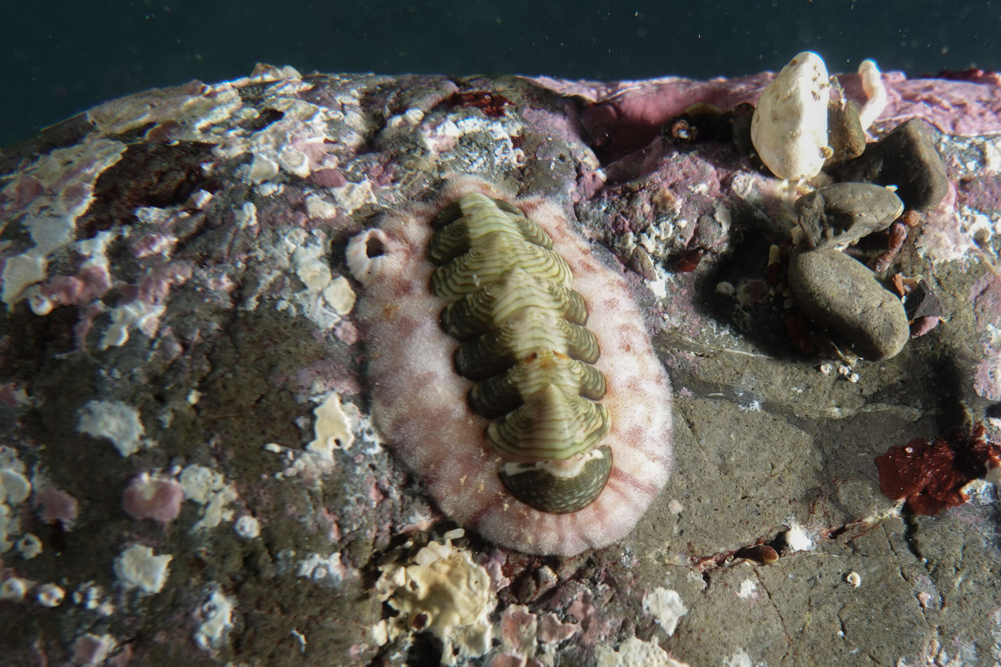 Image of Onithochiton neglectus Rochebrune 1881