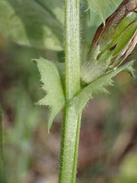 Image of Vicia johannis Tamamsch.