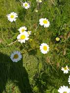 صورة Tripleurospermum maritimum (L.) Koch