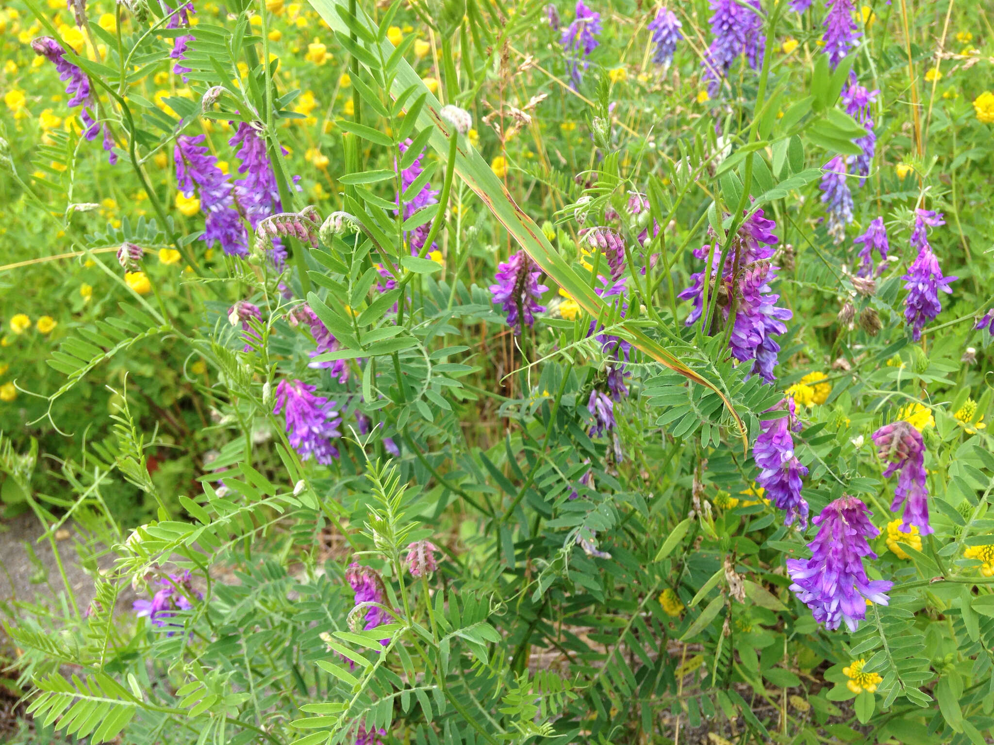 Image of bird vetch