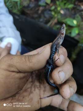 Imagem de Alopoglossus buckleyi