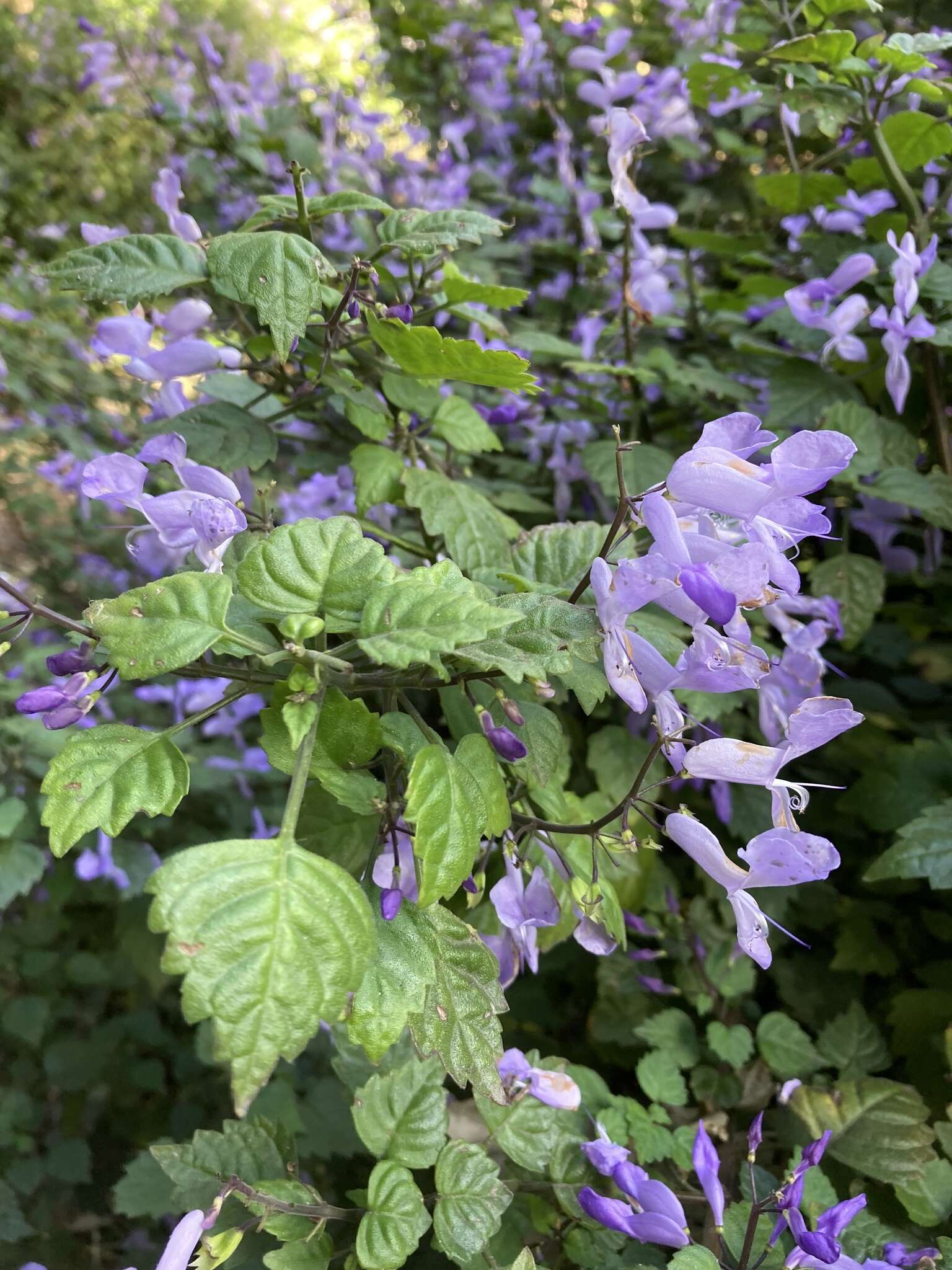 Image de Plectranthus saccatus Benth.