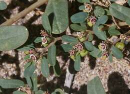 Image of boquillas sandmat