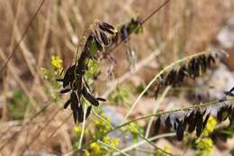 Image of Isatis tinctoria L.