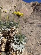 Image of Panamint daisy