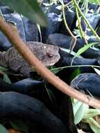 Bufo verrucosissimus (Pallas 1814) resmi