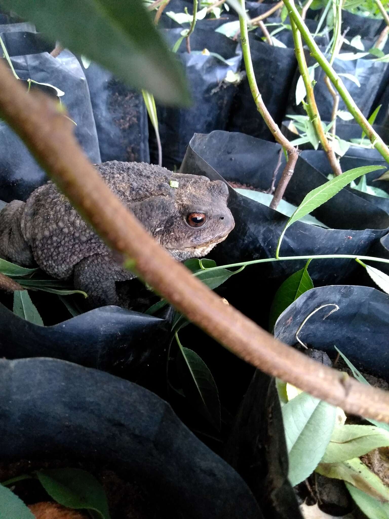 Bufo verrucosissimus (Pallas 1814) resmi