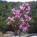 Image of Dichaetanthera arborea Baker