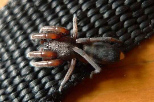 Image of White-tailed spider