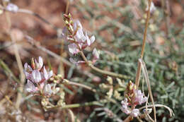 Sivun Astragalus flavus Nutt. ex Torr. & A. Gray kuva