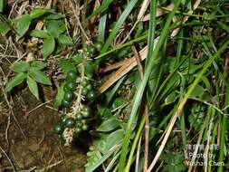 Слика од Liriope graminifolia (L.) Baker