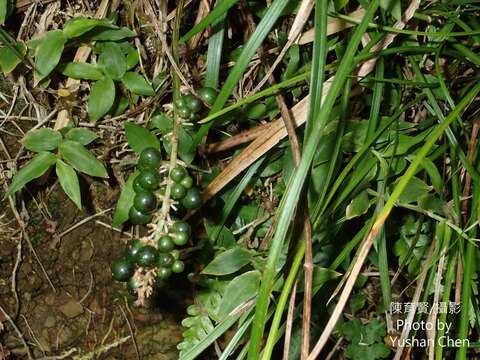 Слика од Liriope graminifolia (L.) Baker