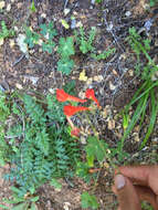 Image of red larkspur