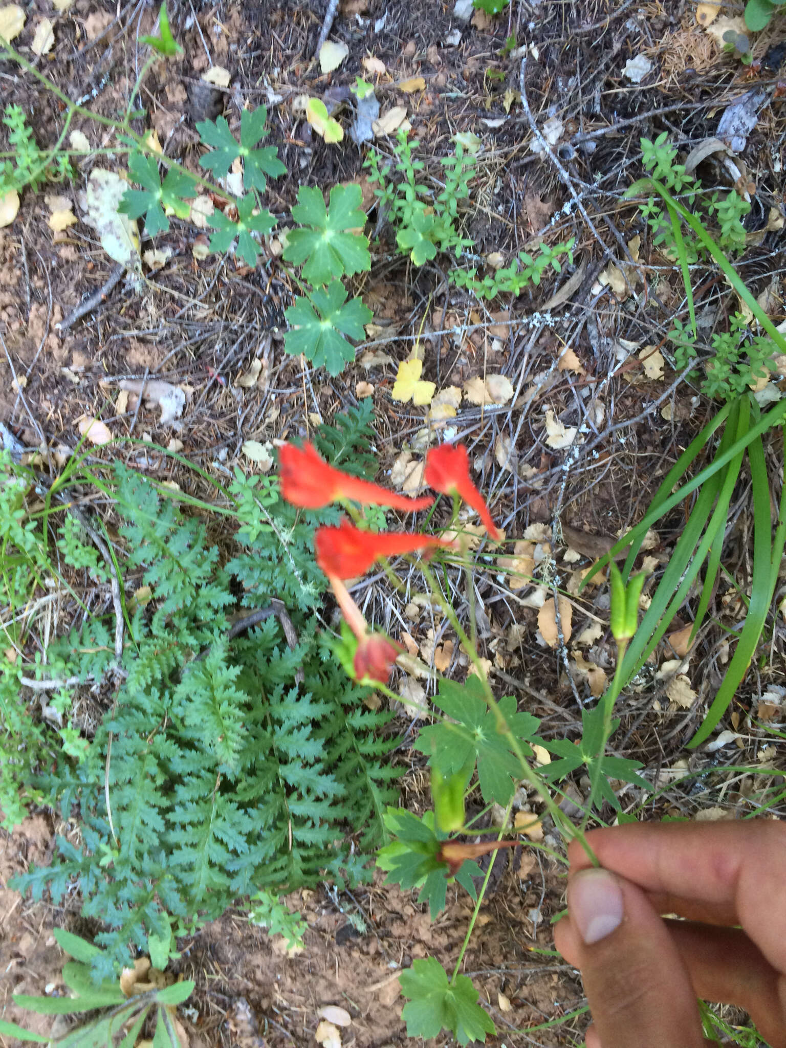 裸茎翠雀花的圖片