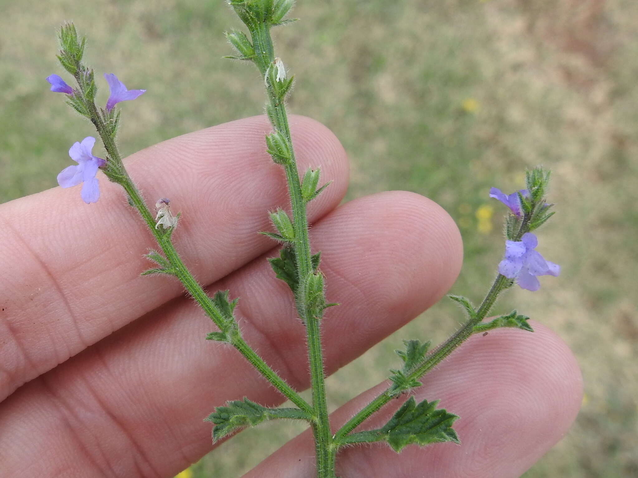 Image of fanleaf vervain