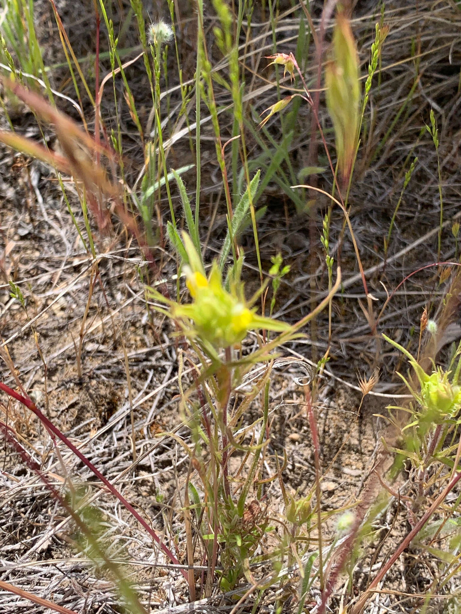 Plancia ëd Orthocarpus barbatus J. S. Cotton