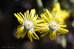 Image of Delosperma fredericii Lavis