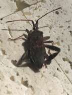 Image of Leaf-footed Pine Seed Bug