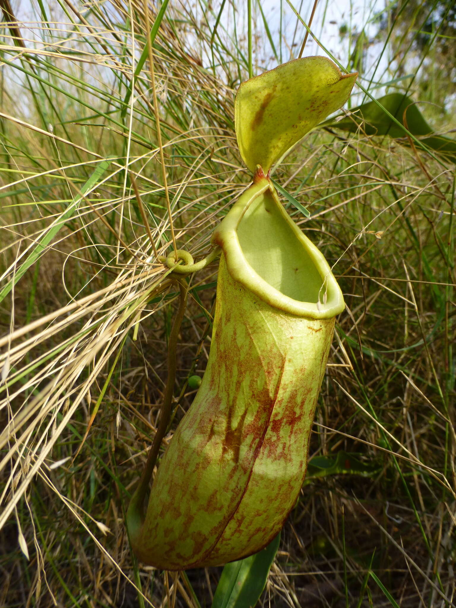 Image of Nepenthes philippinensis Macfarl.