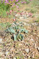 Image de Cynoglossum tetraspis (Pall.) W. Greuter & Burdet