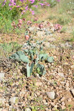 Image de Cynoglossum tetraspis (Pall.) W. Greuter & Burdet