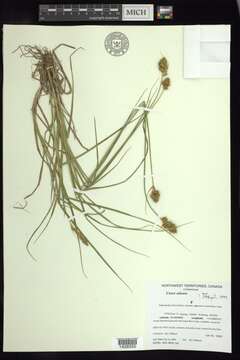 Image of lesser brown sedge