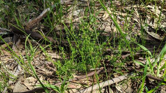 Image de Galium gaudichaudii DC.