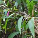 صورة Sobralia macdougallii Soto Arenas, Pérez-García & Salazar