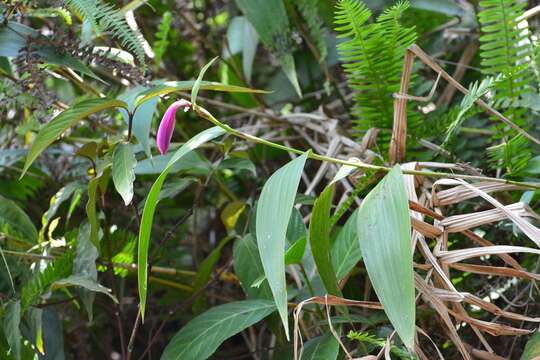 صورة Sobralia macdougallii Soto Arenas, Pérez-García & Salazar